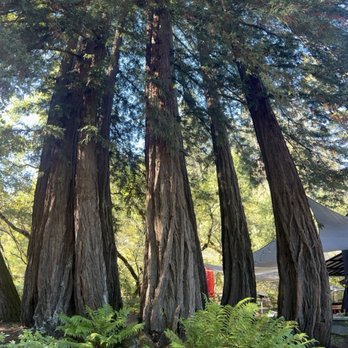 Axr Napa Valley - Redwoods! - Wineries Near Me - Saint Helena, California
