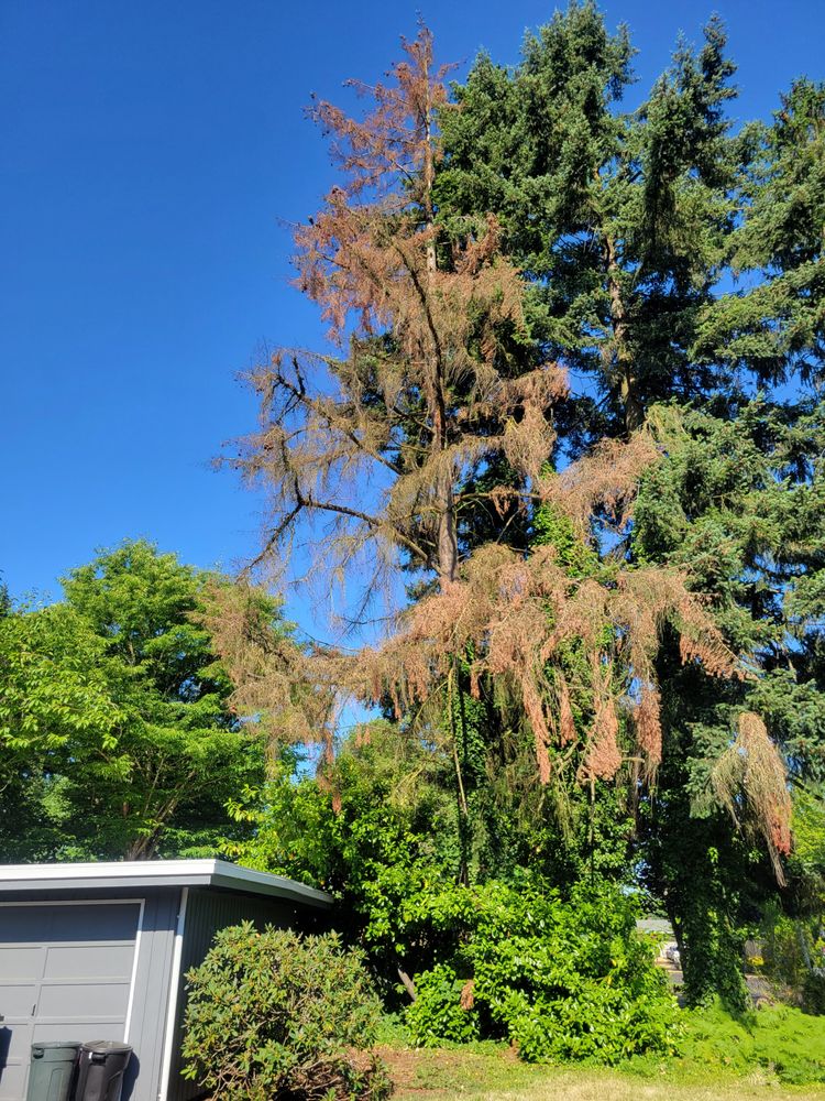 Shaeffer Tree Solutions - tree service in Eugene, OR