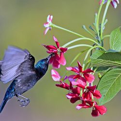 Nova Alternative Wellness - Hummingbird represents the direction of North. Bringing balance in relationships, starting with self. With this totem, energized and rest.
