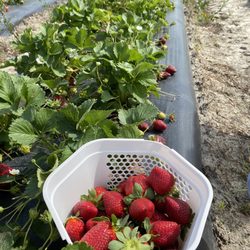 Mike's Farm & Country Store - Strawberries