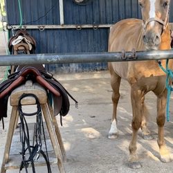 Southern Breeze Equestrian Center - Me bout to tack up butters