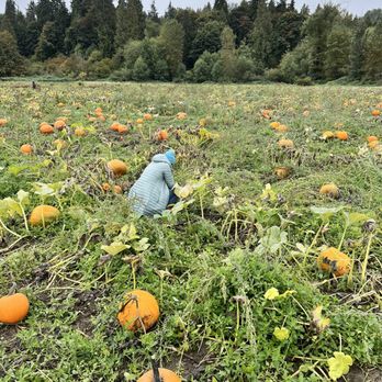 Bob's Corn & Pumpkin Farm - Pumpkin patch - Pumpkin Patches Near Me - Snohomish, Washington