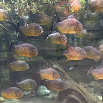 Downtown Aquarium - Museums Near Me - Denver, Colorado
