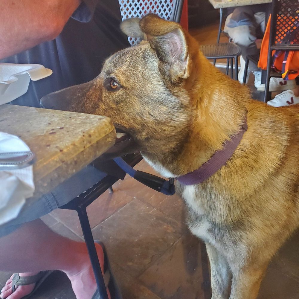 Avila's El Ranchito - Pup chilling while we eat. - Mexican Near Me - Seal Beach, California Avila's El Ranchito - Pup chilling while we eat. - Mexican Near Me - Seal Beach, California