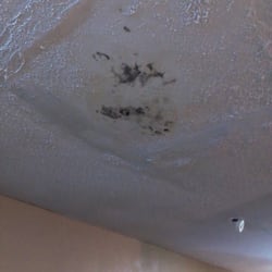 White Rose Motel - Mold on the ceiling