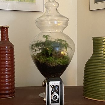 Succulence - Fern, soil and moss purchased by a free FaceTime shopping consultation! - Team Building Activities Near Me