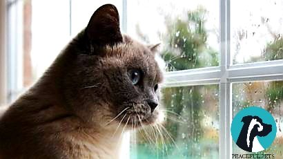 Peaceful Pets DFW Image