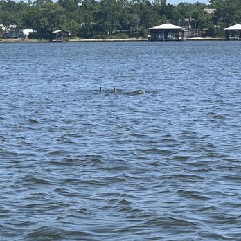 Glass Bottom Dolphin Tours - Tours Near Me - Orange Beach, Alabama