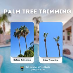 Lion Landscaping Arizona - Sit back and relax while we trim your desert palm trees