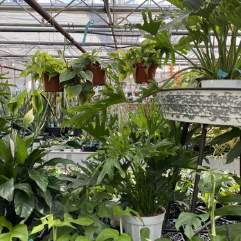 Alpine Nursery & Landscape - More houseplants! - Nurseries & Gardening Near Me - Puyallup, Washington