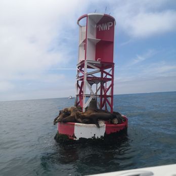 Fox Sea Charter - Sea lions!!! - Boat Charters Near Me Fox Sea Charter - Sea lions!!! - Boat Charters Near Me