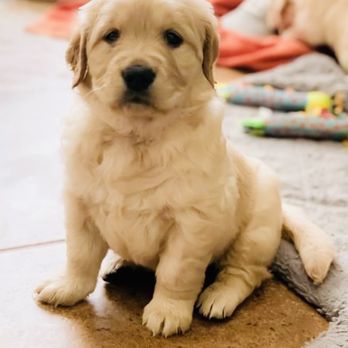 Vail Ranch Goldens - Look at these beautiful blockhead, super fluffy babies. - Pet Breeders Near Me Vail Ranch Goldens - Look at these beautiful blockhead, super fluffy babies. - Pet Breeders Near Me