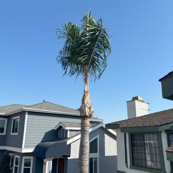 Power-Cut Tree Arborist - After trimming - Tree Services Near Me