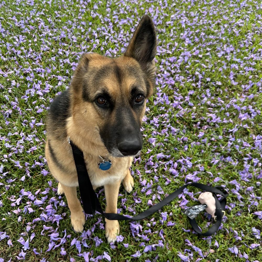 Unbounded Canines - Ophelia - Pet Training Near Me Unbounded Canines - Ophelia - Pet Training Near Me