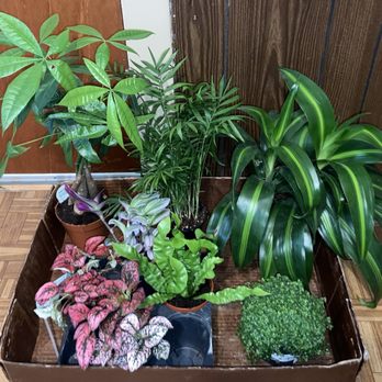 Jordan's Jungle - Nurseries & Gardening Near Me - Pawtucket, Rhode Island