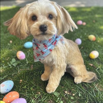 Classy K-9 Grooming - Nice touch with the Easter theme! - Pet Groomers Near Me - Lakeview, Michigan