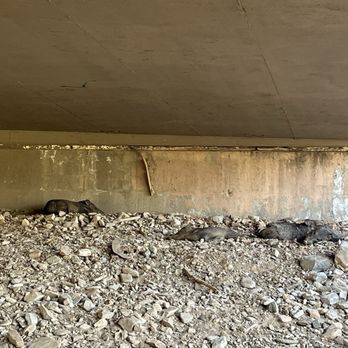 Quartz Trail Parking - Javelinas napping under the tunnel/overpass 5/2026 - Hiking Near Me - Scottsdale, Arizona Quartz Trail Parking - Javelinas napping under the tunnel/overpass 5/2026 - Hiking Near Me - Scottsdale, Arizona