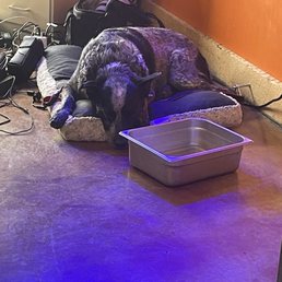 Sweet doggo hanging out Sweet doggo hanging out