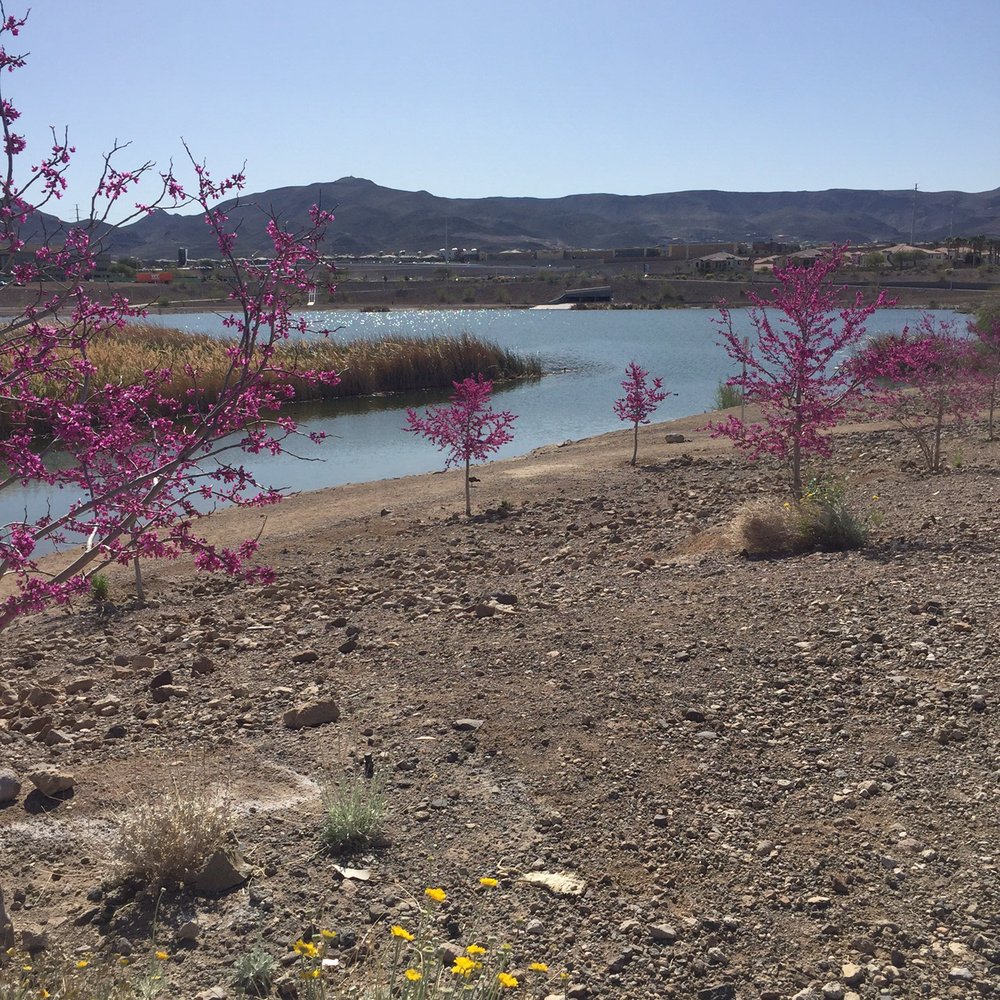 Cornerstone Park - Lakes Near Me - Henderson, Nevada Cornerstone Park - Lakes Near Me - Henderson, Nevada