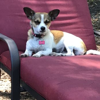 All Tails Wagging Veterinary Clinic - Veterinarians Near Me - Santa Rosa, California