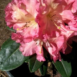 Lake Tapps Rhododendron Nursery