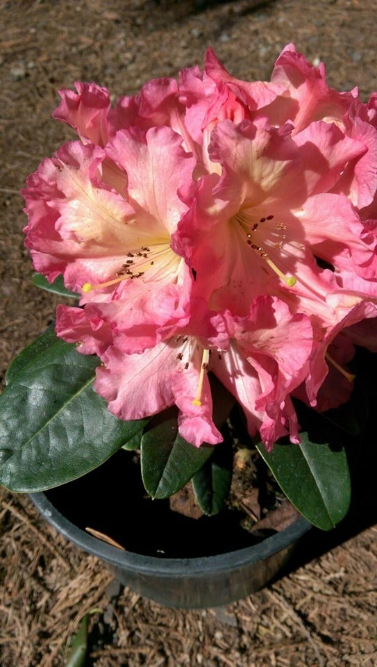 LAKE TAPPS RHODODENDRON NURSERY Updated October 2024 12006 234th