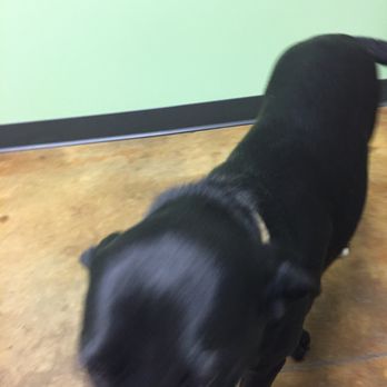 Berclair Animal Hospital - Veterinarians Near Me - Memphis, Tennessee Berclair Animal Hospital - Veterinarians Near Me - Memphis, Tennessee