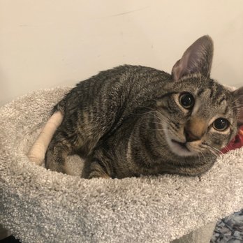 VCA McClave Animal Hospital - Unsure why tail wasnt fully removed from the start, they never even took x rays - Veterinarians Near Me - Reseda, California VCA McClave Animal Hospital - Unsure why tail wasnt fully removed from the start, they never even took x rays - Veterinarians Near Me - Reseda, California