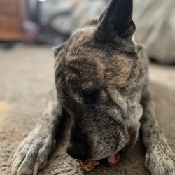 Dogs-N-Donuts - "Best doggie treats ever" from my Bailee Mama Dog if she could talk! I went for the first time and Amazing prices and the cutest merc