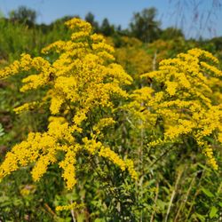 Sailor's Creek Battlefield Historical State Park - I believe that may be goldenrod. So pretty.