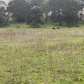 Golden Gate Park Bison - Bison - Local Flavor Near Me - San Francisco, California
