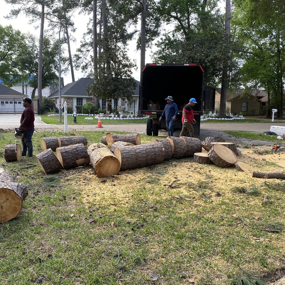 Newland Tree Service - One of the 3 trees removed! - Gutter Services Near Me Newland Tree Service - One of the 3 trees removed! - Gutter Services Near Me