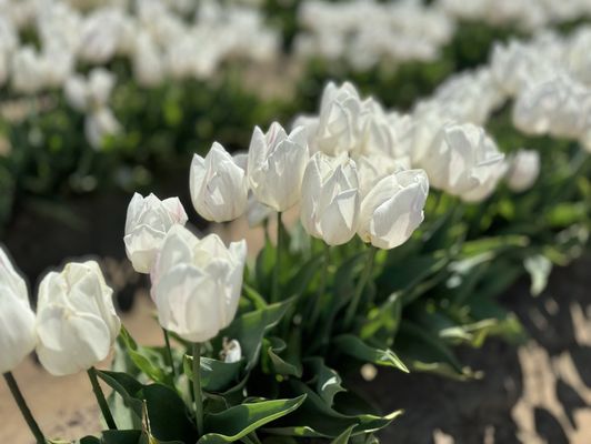 Wooden Shoe Tulip Farm by null