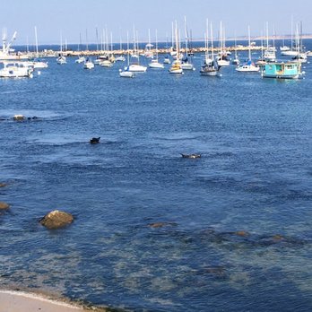 Coast Guard Wharf - Seal enjoying the sun - Landmarks & Historical Buildings Near Me - Monterey, California