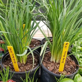 Piney Ridge Greenhouse - Society Garlic - Nurseries & Gardening Near Me - Johnston, Iowa Piney Ridge Greenhouse - Society Garlic - Nurseries & Gardening Near Me - Johnston, Iowa