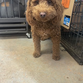 Liberty Bark - Our dog loves daycare! - Pet Boarding Near Me - Salt Lake City, Utah Liberty Bark - Our dog loves daycare! - Pet Boarding Near Me - Salt Lake City, Utah