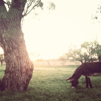 Peaceful Valley Donkey Rescue - Jobe at sunset. - Pet Adoption Near Me - San Angelo, Texas
