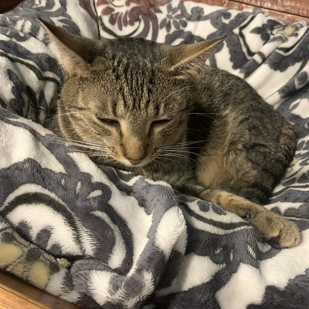 Orlando Cat Cafe - Animal Shelters Near Me - Clermont, Florida
