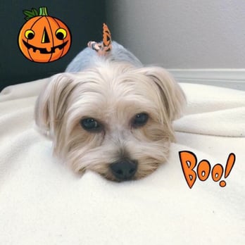 Mutt Cutts Dog Spa - Freshly groomed, and ready for Halloween! - Pet Groomers Near Me - Chino, California Mutt Cutts Dog Spa - Freshly groomed, and ready for Halloween! - Pet Groomers Near Me - Chino, California