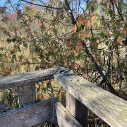 Beaver & Chipmunk Trails - Viewing area, and place to feed the birds