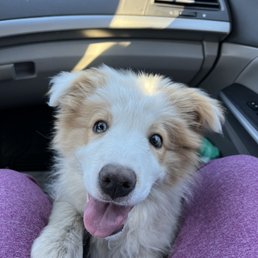 I asked him "Whose a good boy?"