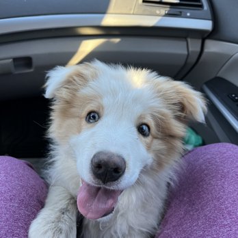 Team Reeves Ranch - I asked him "Whose a good boy?" - Pet Breeders Near Me - Mariposa, California