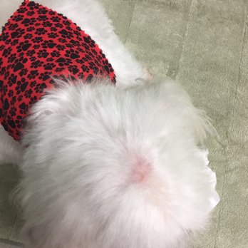 Doggy Studio - Pet Groomers Near Me - Tamarac, Florida