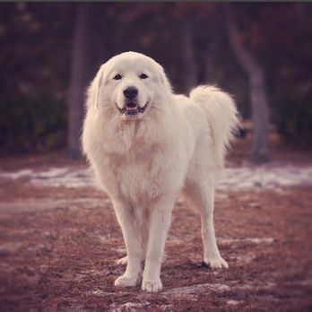 Klondike Pet Care - Bjorn stays mat free thanks to Desi! - Pet Groomers Near Me - Pensacola, Florida Klondike Pet Care - Bjorn stays mat free thanks to Desi! - Pet Groomers Near Me - Pensacola, Florida