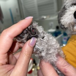 Groomer tried asking if "he came in it with?". Saying he may have caused it from biting on his paw bc something was stuck on it