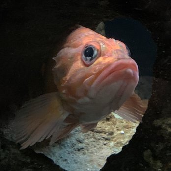 Shedd Aquarium - Aquariums Near Me - Chicago, Illinois Shedd Aquarium - Aquariums Near Me - Chicago, Illinois