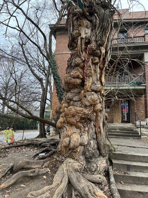 The Witches' Tree by null