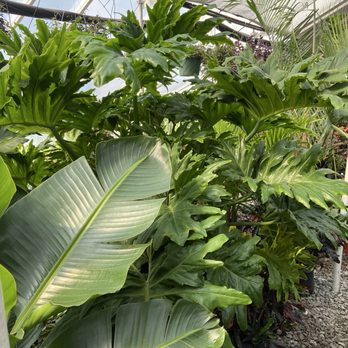 Pembertons Greenhouses - Nurseries & Gardening Near Me - Lexington, Kentucky
