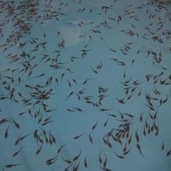 Neosho National Fish Hatchery - 3 month old pallid sturgeon.