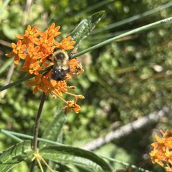 Cape Cod Museum of Natural History - Pollinator on orange milkweed